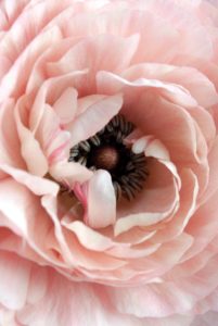 janine-joles-Iro6cBbsXOo-unsplash janine-joles-Iro6cBbsXOo-unsplash