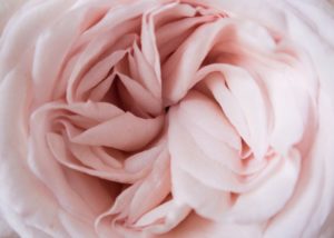 poppie-pack-jAVlGc_mUW4-unsplash poppie-pack-jAVlGc_mUW4-unsplash