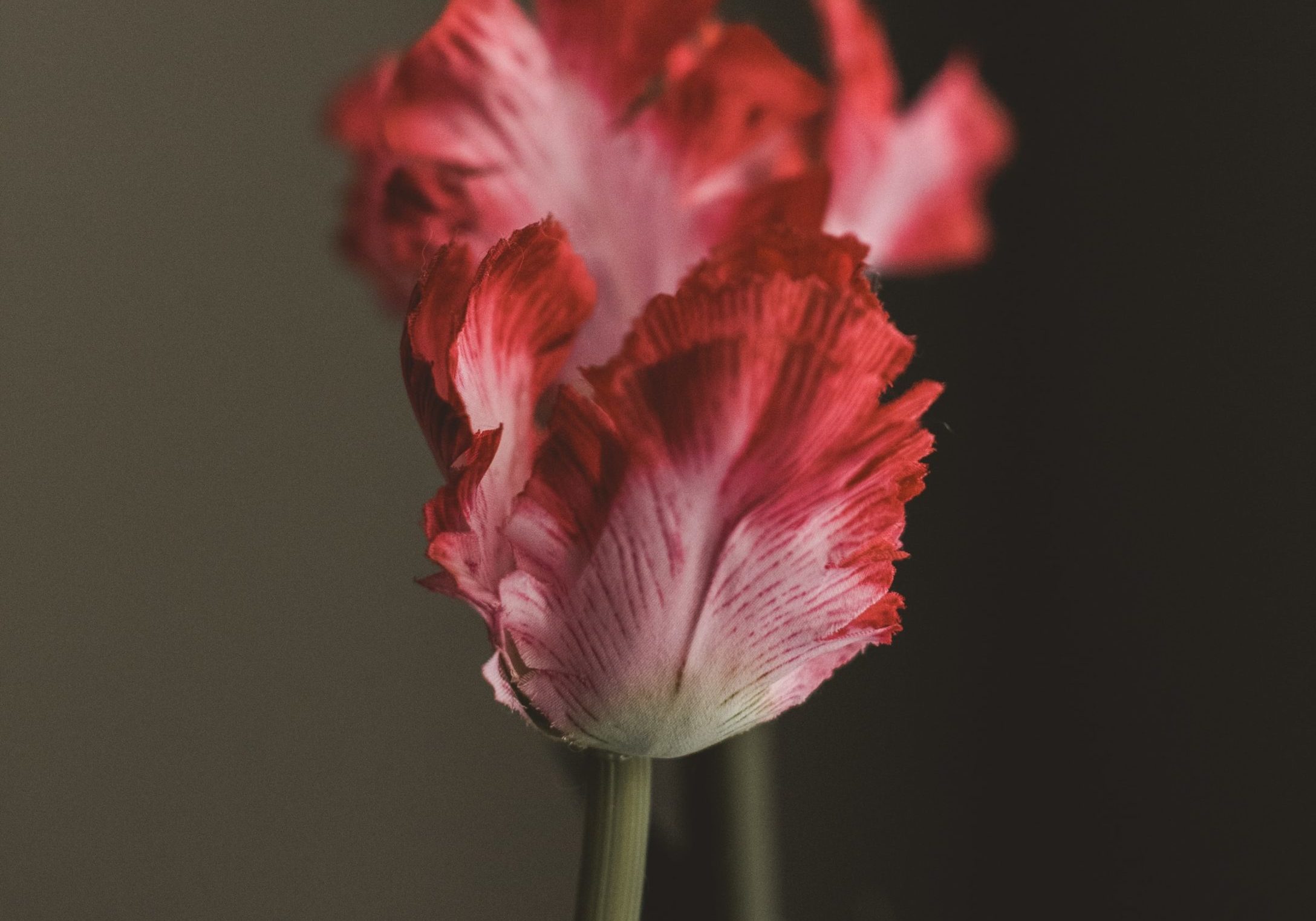 claudia-wolff-GA-EAWEiXn0-unsplash claudia-wolff-GA-EAWEiXn0-unsplash